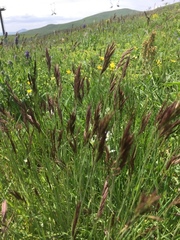 Bromus variegatus