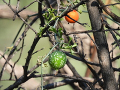 Ibervillea tenuisecta
