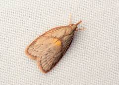 Enchocrates glaucopis