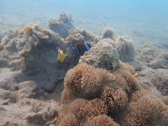 Amphiprion akindynos