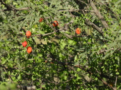 Ibervillea tenuisecta