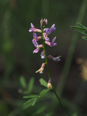 Astragalus flexuosus