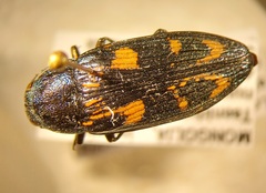 Buprestis strigosa