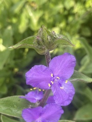 Tradescantia crassifolia