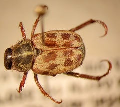 Hoplia
