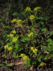 Eriogonum wootonii