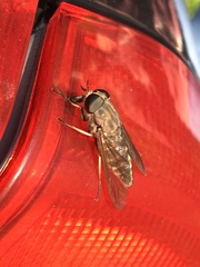 Tabanus novaescotiae