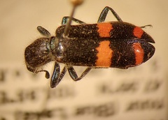Trichodes ircutensis
