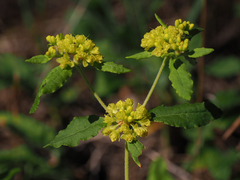 Eriogonum wootonii