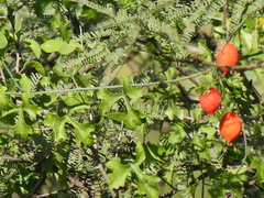 Ibervillea tenuisecta