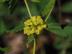 Eriogonum wootonii