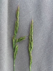 Festuca brunnescens