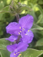 Tradescantia crassifolia