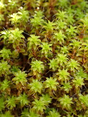 Syntrichia ruralis