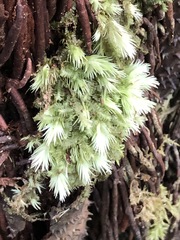 Leucobryum javense