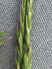Festuca brunnescens