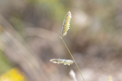 Bouteloua gracilis