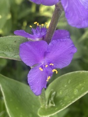 Tradescantia crassifolia