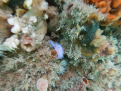 Mexichromis macropus