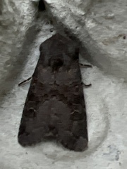 Aporophyla lutulenta