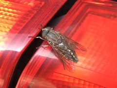 Tabanus novaescotiae