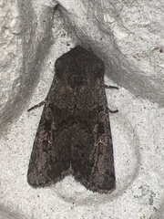 Aporophyla lutulenta
