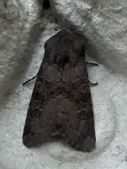 Aporophyla lutulenta