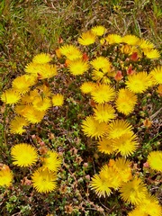 Lampranthus glaucus