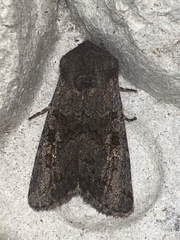 Aporophyla lutulenta