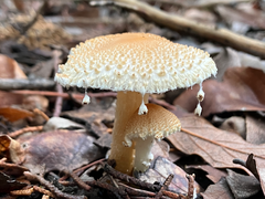 Lepiota clypeolaria