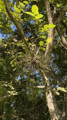 Hura polyandra