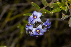 Halgania andromedifolia