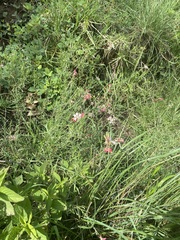 Oenothera suffrutescens