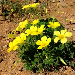 Oxalis copiosa