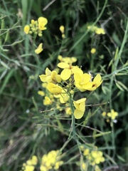 Raphanus raphanistrum