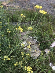 Raphanus raphanistrum