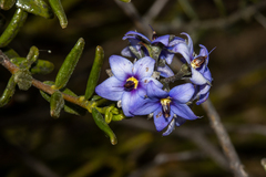Halgania andromedifolia