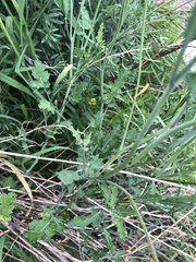 Raphanus raphanistrum