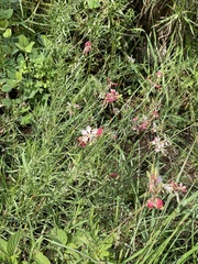 Oenothera suffrutescens