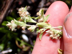 Gnaphalium palustre