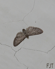 Eupithecia miserulata
