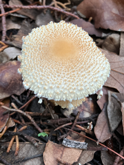 Lepiota clypeolaria