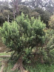 Raphanus raphanistrum