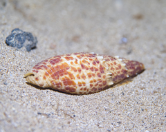 Mitra papalis