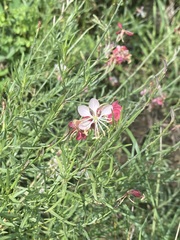 Oenothera suffrutescens