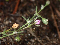 Spergularia rubra