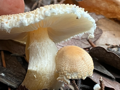 Lepiota clypeolaria
