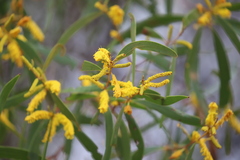 Acacia julifera julifera