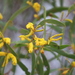 Acacia julifera julifera - Photo (c) Arthur Chapman, some rights reserved (CC BY-NC-SA), uploaded by Arthur Chapman