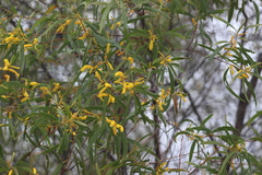 Acacia julifera julifera